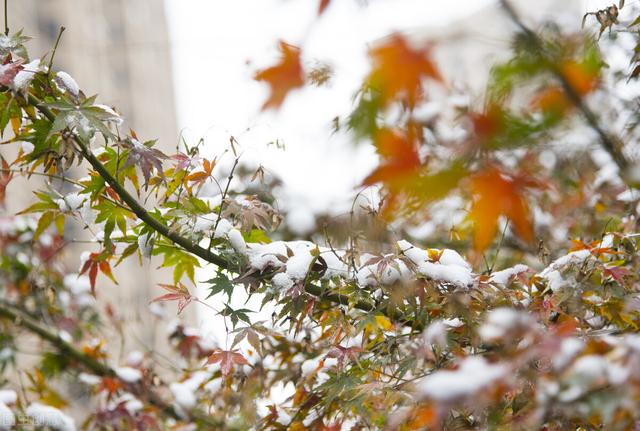 今日初十，今年冬季雨雪多不多，冷不冷？看八月初十的表现就知道