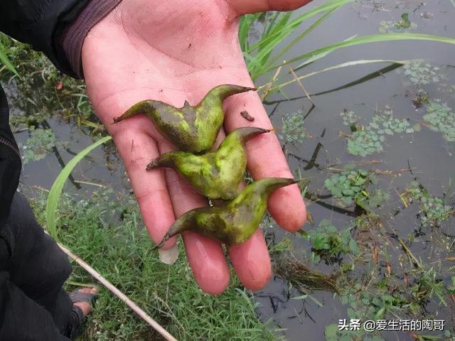 秋天少吃南瓜红薯，多吃水4宝，贴秋膘，防秋燥，开启健康养生