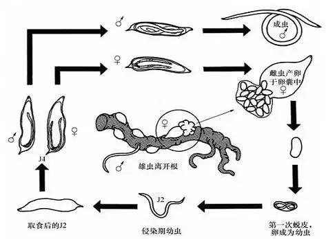 根瘤、腐烂、沤根、黄化！根结线虫危害大，选择用药要谨慎3