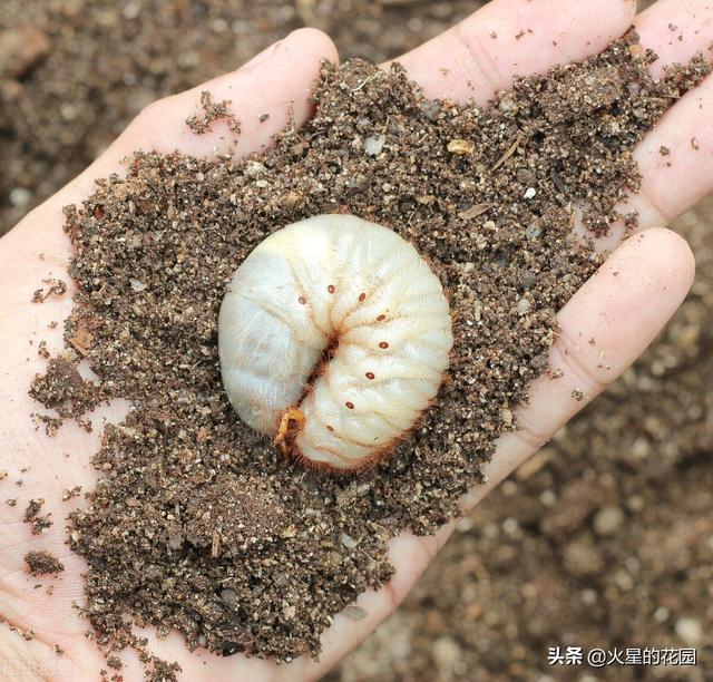 虫害图片及对应用药14