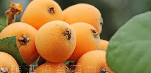 江西省枇杷酒过滤机