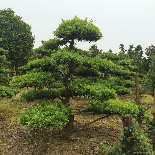 松树的介绍