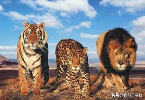 家族三大猛兽相比之下猫科动物就傲娇多了,野生猫科动物是坚定的食肉