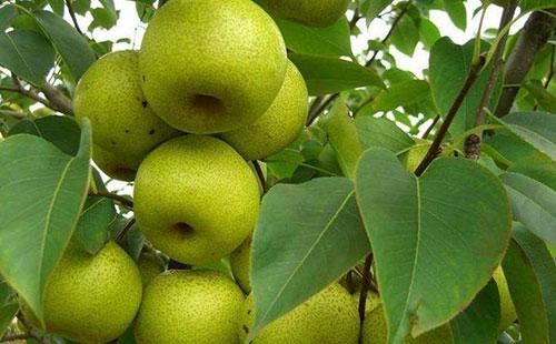 梨树10种常见病虫害的防治技术