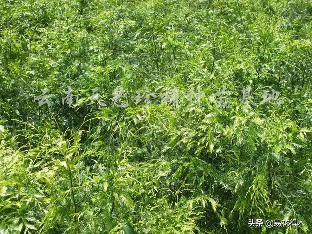 勐腊螺旋洗砂机批发