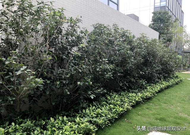 绿篱