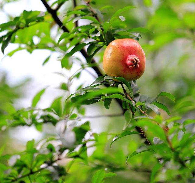 石榴种植需多次追肥，各时期施肥方案不同（建议收藏）