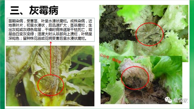 叶菜常见病虫害高清图谱，青菜、油麦菜、生菜、白菜……必看