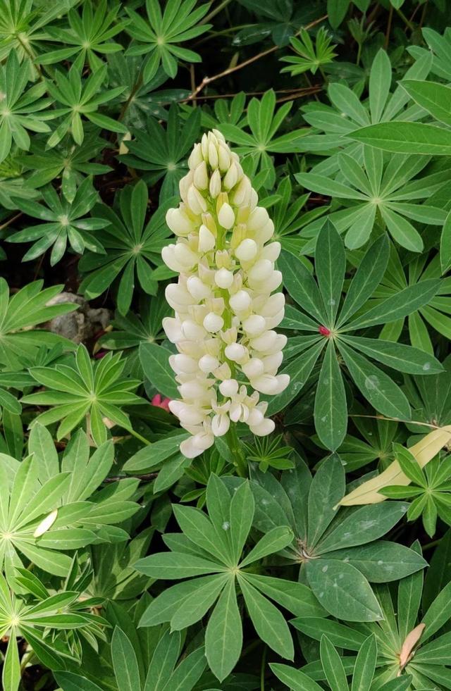 花卉名称