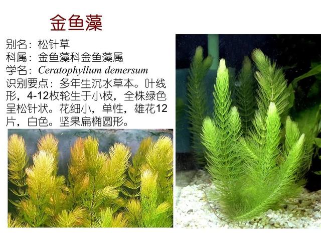 水生植物种类