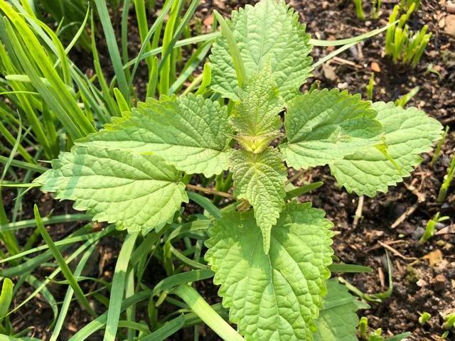 野菜的种类