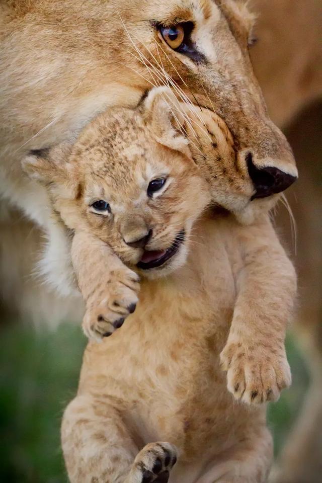 涨知识！学了这么多育儿技巧，竟然还不如他们更懂孩子