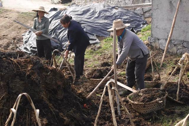 早春种茄子高发根腐病咋办？一文了解病发的原因、规律、防治措施4