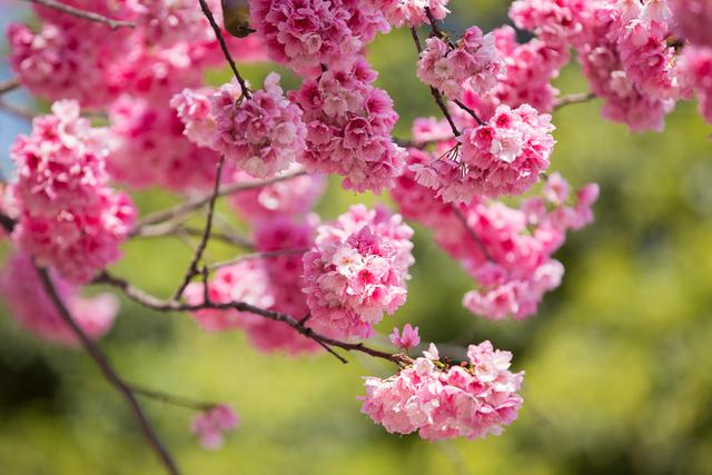 樱花图片