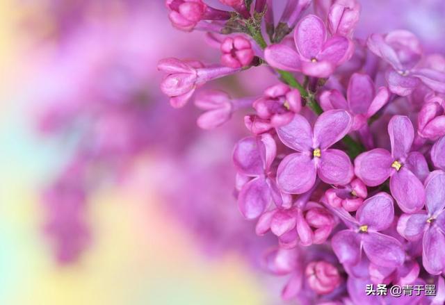 雨巷诗人是谁（戴望舒雨巷赏析）