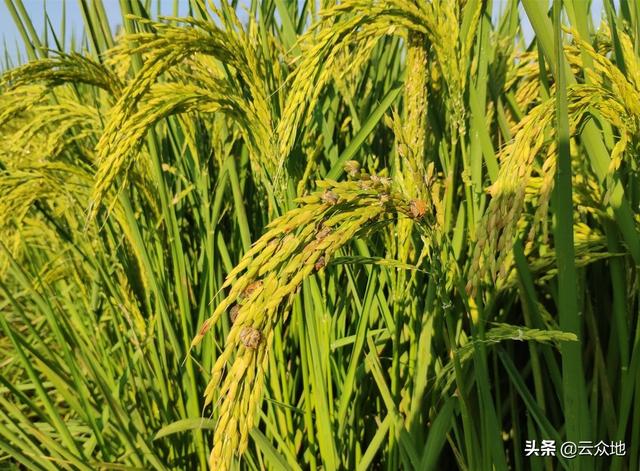 铜制剂用于水稻防治细条病、稻曲病效果较好，但要掌握好注意事项