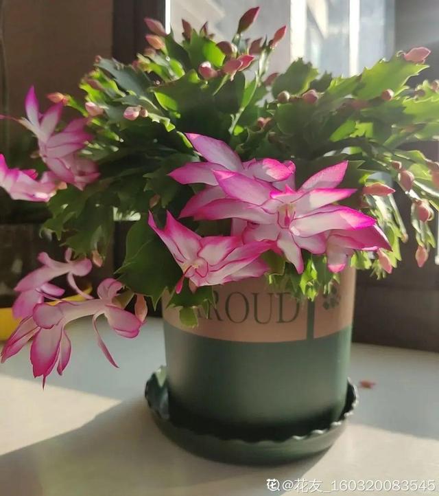 什么属于变态茎