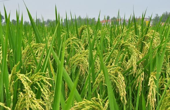 水稻后期管理需要加把劲，4项关键措施要做到位，才能确保高产6