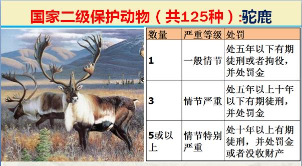 国家二级保护动物有哪些