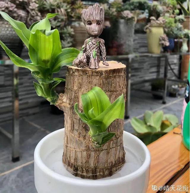 碰碰香有毒吗 碰碰香有毒吗（植物碰碰香有毒吗） 生活