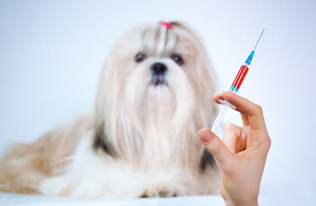 致死率100%的狂犬病，不论是被狗咬被猫抓，这种情况绝不能省疫苗