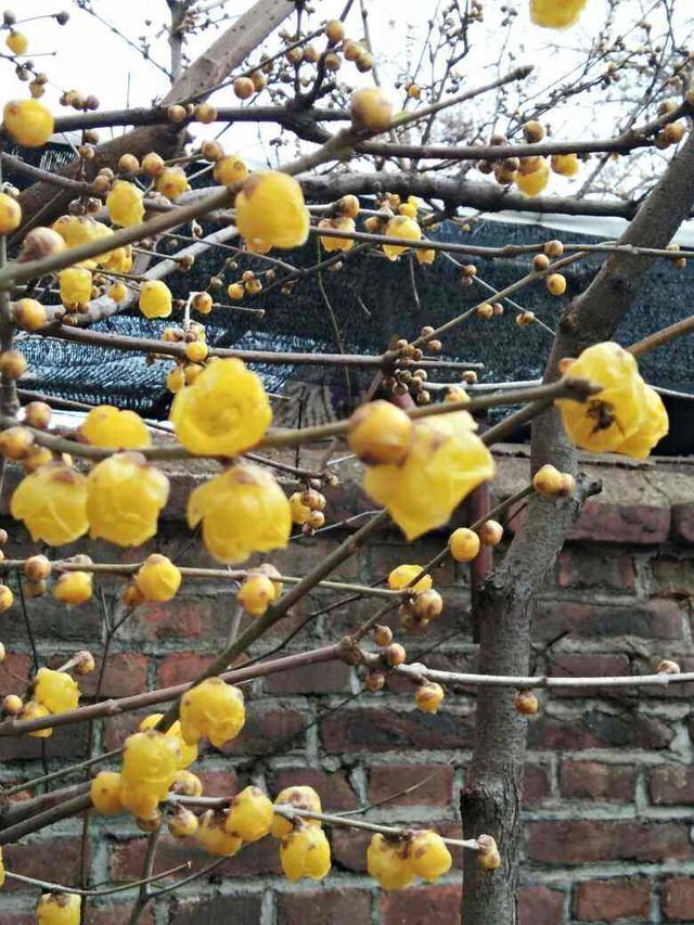 腊梅花图片大全