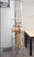 搞笑有趣的动态图GIF：这是个有想法的飞机