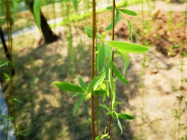 自制天然杀虫水，7天给花喷一次，虫子都不敢进屋！15