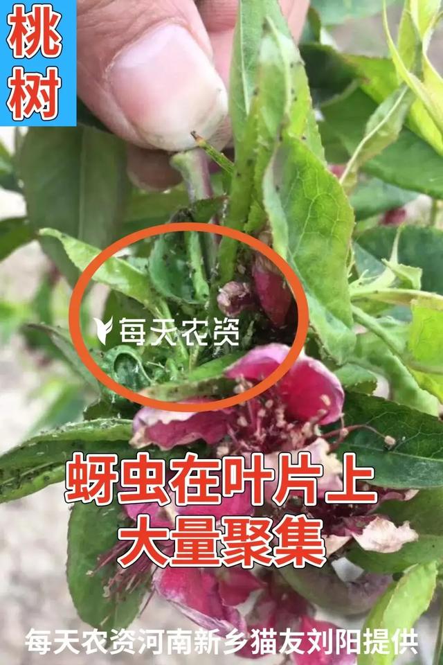 注意！近期蚜虫发生增多！手把手教你防治蚜虫——6