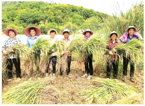 桂林七星区百亩富硒彩色水稻迎来丰收！预计带来12万元以上经济收益