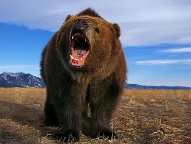 棕熊的战斗力怎么样，棕熊突袭俄罗斯钓友被反杀，“战斗民族”如此彪悍棕熊：没法打