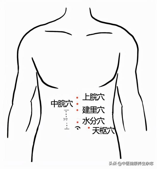 人体脾胃经准确位置图图片
