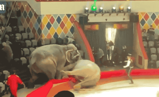 俄罗斯马戏团2只大象突然打架，1只大象被打翻，还推到了观众席