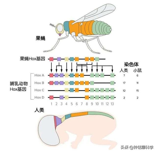 四条腿的动物有哪些