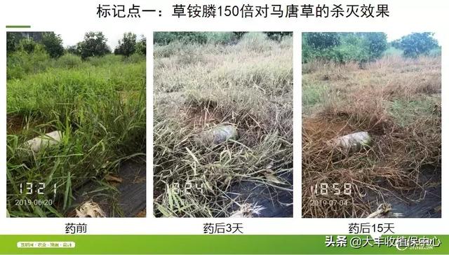 这个除草剂效果真是好！杂草30分钟枯萎，3天死亡！防效近100%12