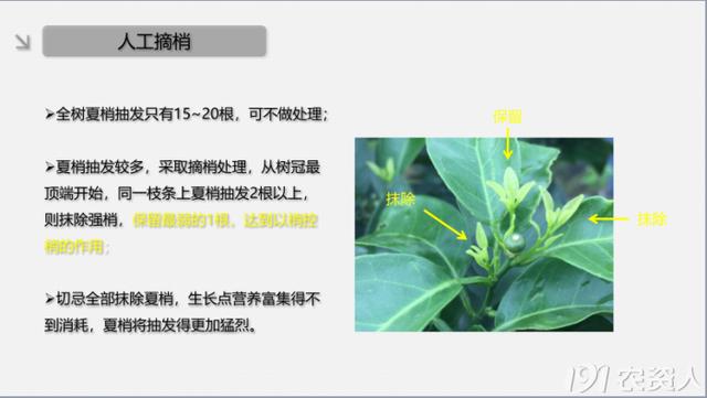 春夏柑橘常见病虫害及防治方案3