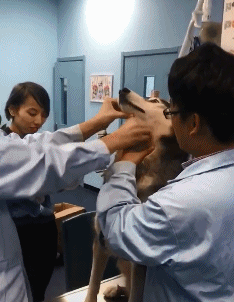 爆笑的动态图片gif：流水线工人的最高境界：加藤鹰生产线