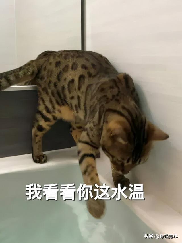 豹猫图片