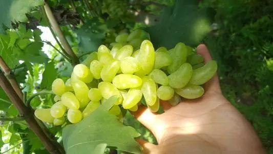 21种葡萄品种介绍，发展葡萄必不可少12
