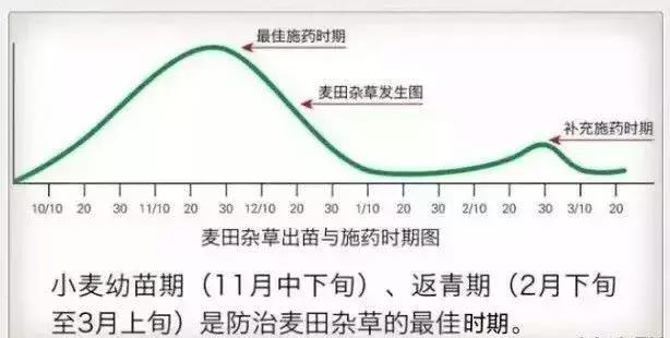 冬小麦除草选什么除草剂，什么时间打，怎么打效果好1