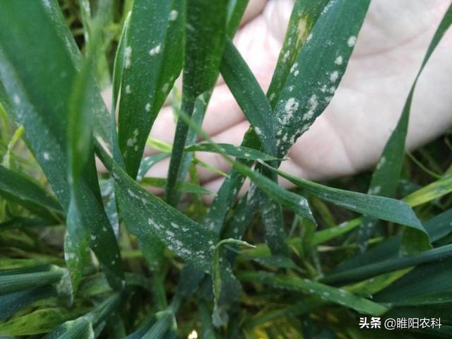 防治小麦白粉病，用这个配方喷两遍，杀菌干净彻底2