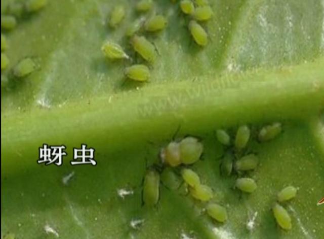 土豆种植4膜技术，与生长时期管理相结合，错峰上市增产提质17