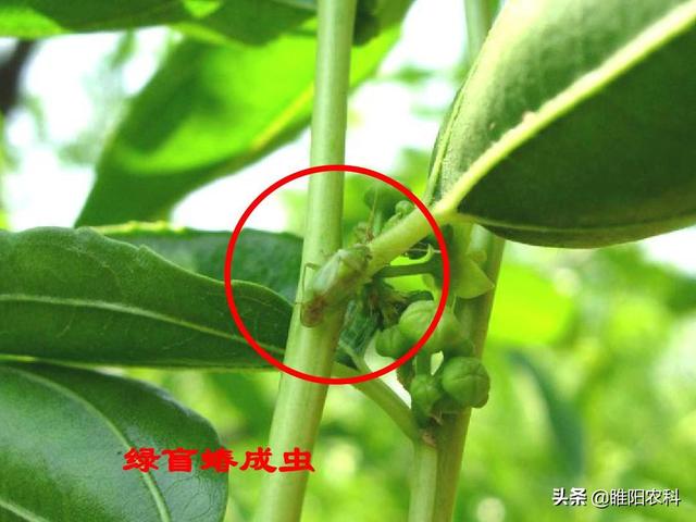 绿盲蝽最新防治方法，用一次管30天，苹果、葡萄等果树幼果安全啦