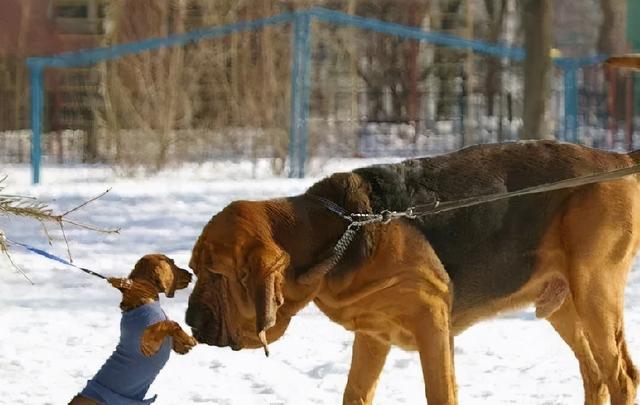 美国猎狐犬与比格犬图片