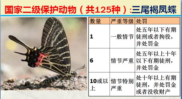 国家二级保护动物