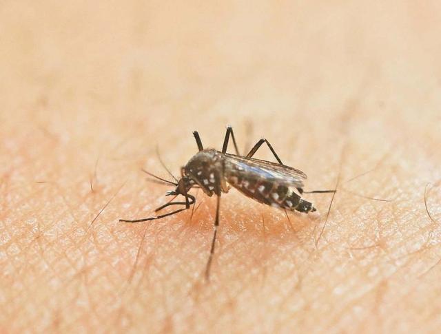 蚊子王國在新疆 一巴掌下去能拍死數十隻 這是種什麼體驗 全網搜