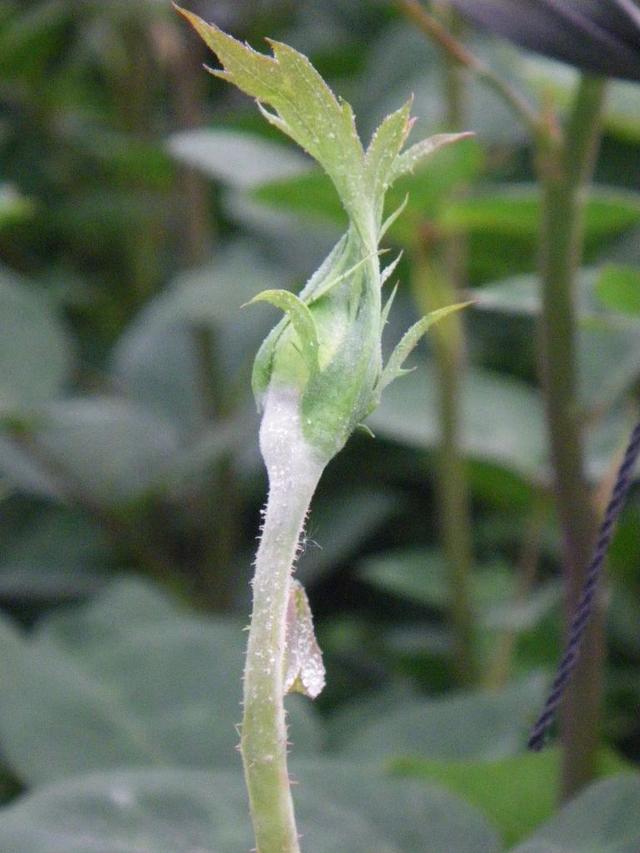 家里的植物总是感染白色粉末，用小苏打可清除，但不能乱用