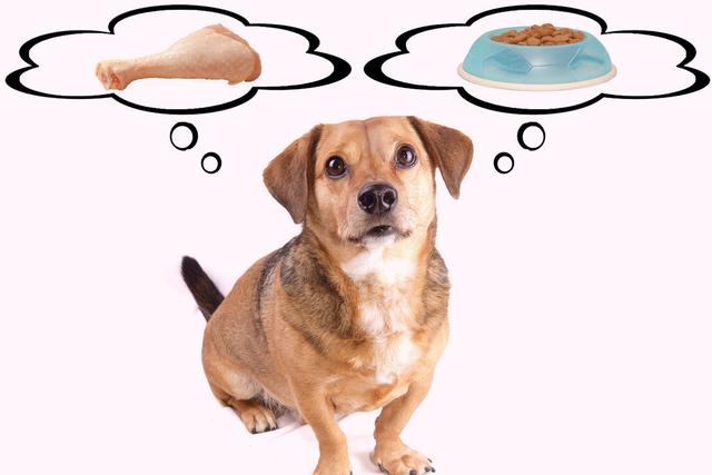 狗狗挑食怎么办