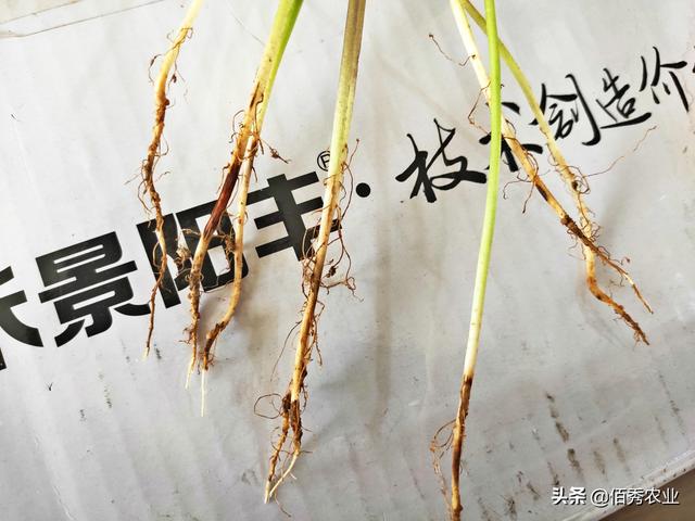 防治大豆根腐病并不难，掌握正确的方法和技巧，你也是专家