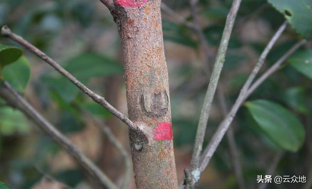 油茶如何防治天牛？关键在于以预防为主，用绿色威雷防治成虫3